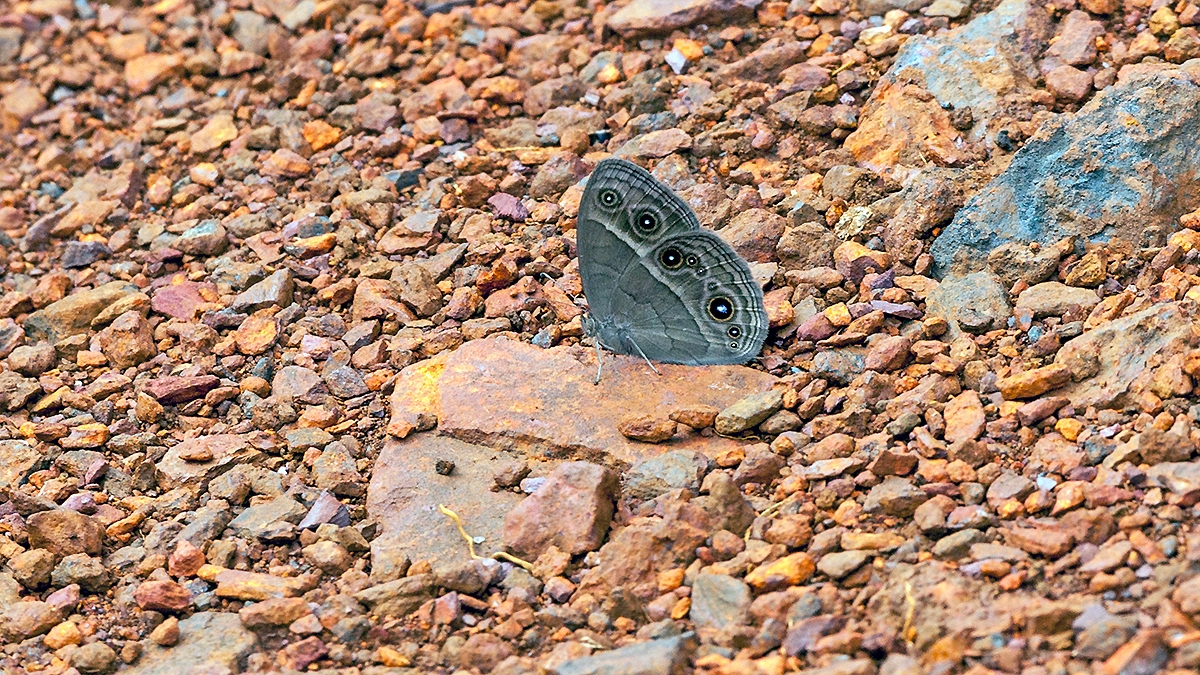 Rock Bush Brown [Bicyclus pavonis]