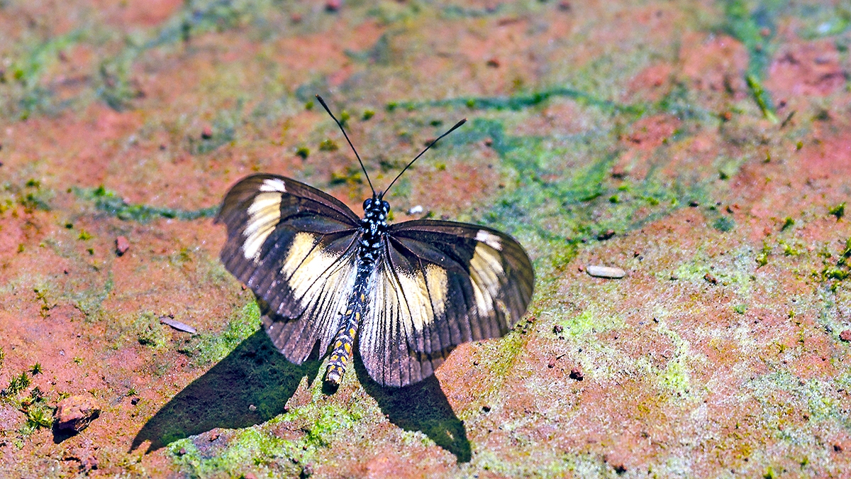 Jodutta Acraea [Acraea jodutta]