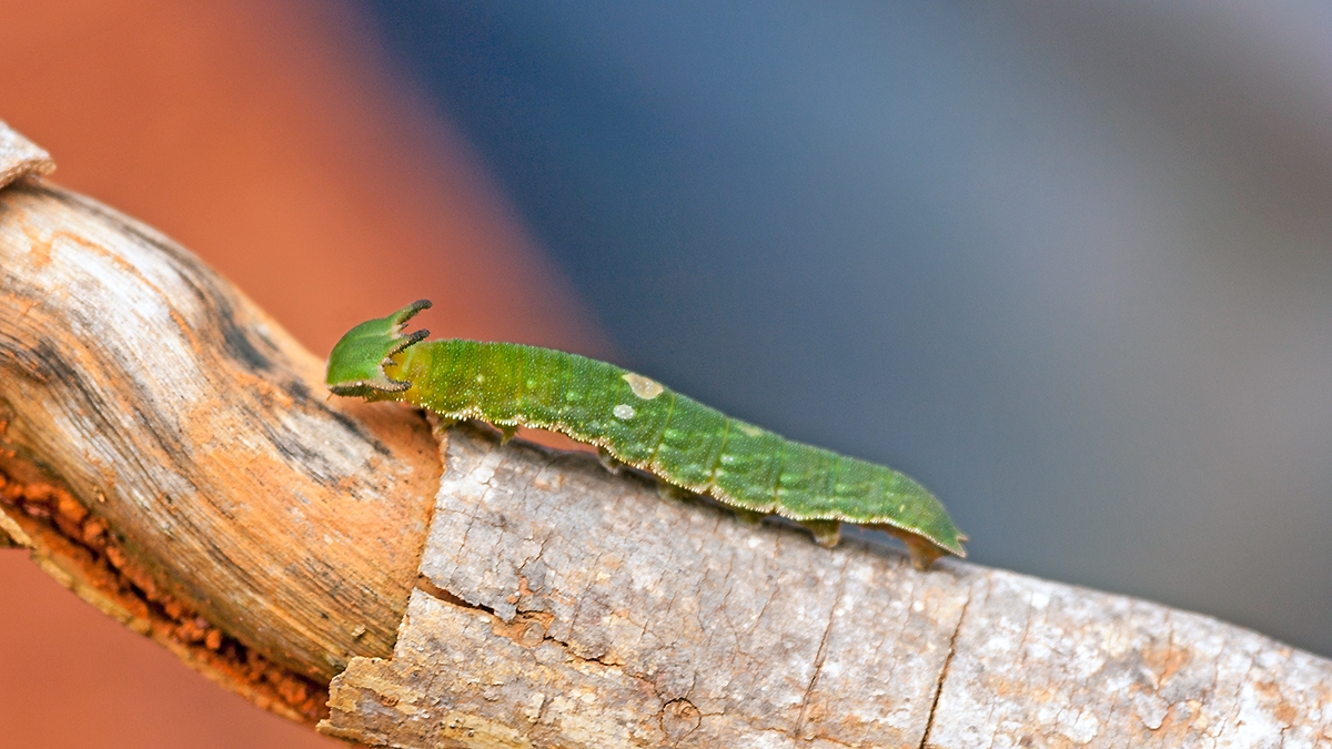 Two-tailed Pasha [Charaxes jasius]