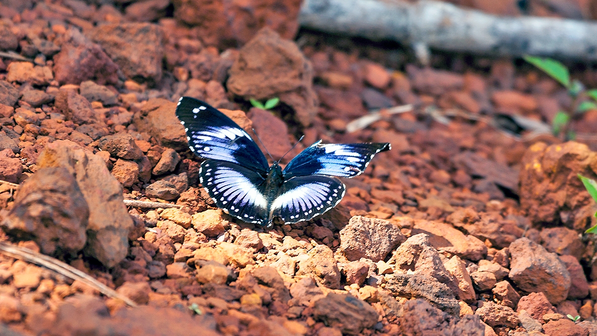 Blue Diadem [Hypolimnas salmacis]