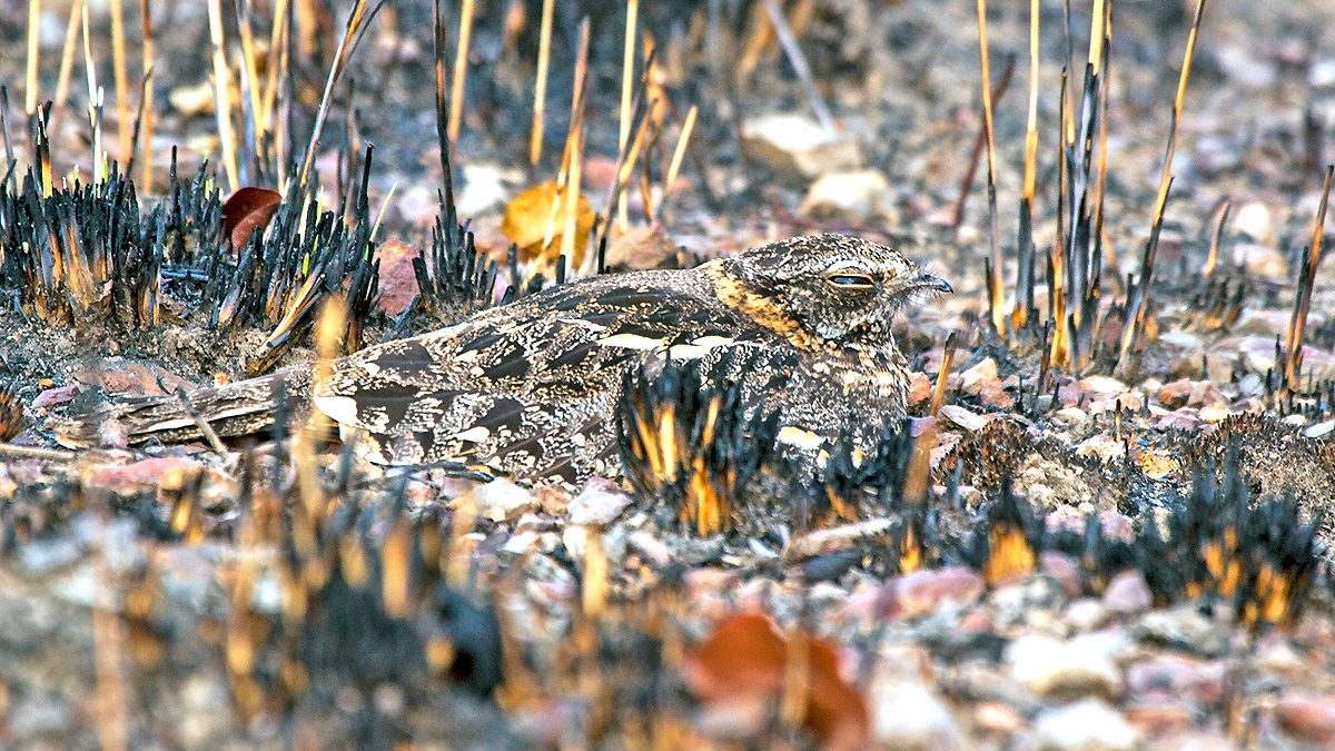 Fiery-necked Nightjar [Caprimulgus pectoralis shelleyi]