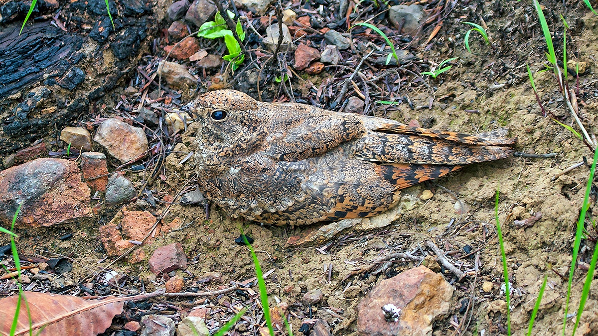 Pennant-winged Nightjar [Caprimulgus vexillarius]