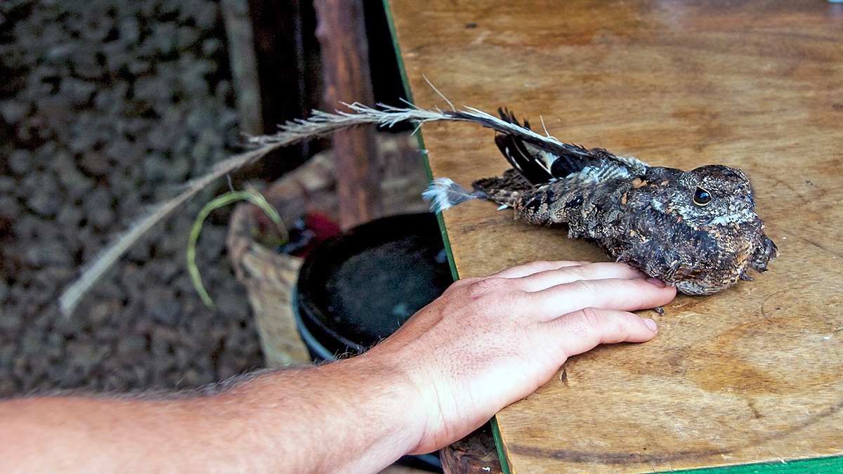 Pennant-winged Nightjar [Caprimulgus vexillarius]