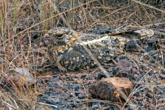 Standard-winged Nightjar [Caprimulgus longipennis]