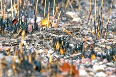 Fiery-necked Nightjar [Caprimulgus pectoralis shelleyi]