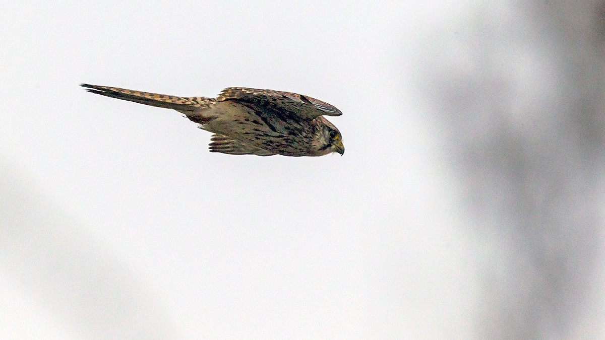 Common Kestrel [Falco tinnunculus tinnunculus]