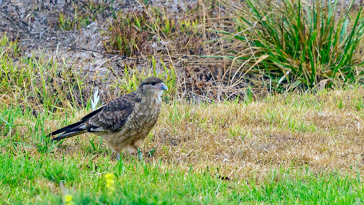 Chimango Caracara [Milvago chimango chimango]