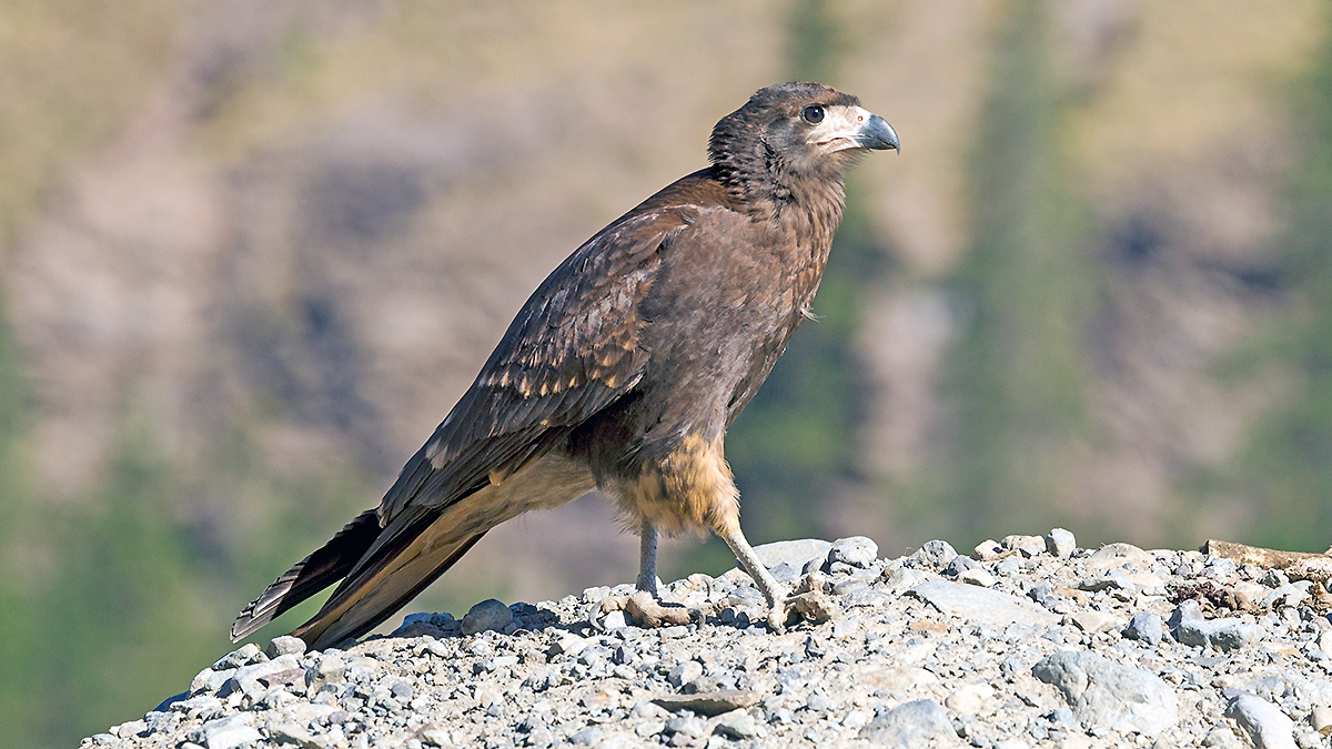 Mountain Caracara [Phalcoboenus megalopterus]