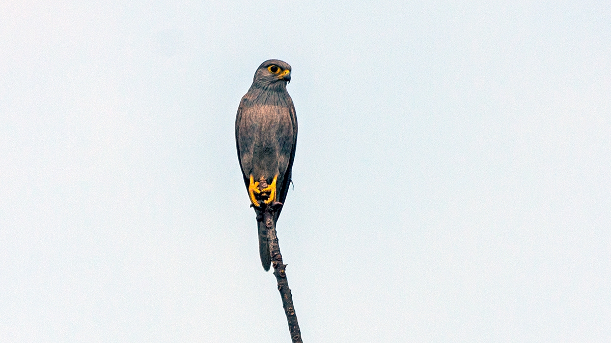 Grey Kestrel [Falco ardosiaceus]