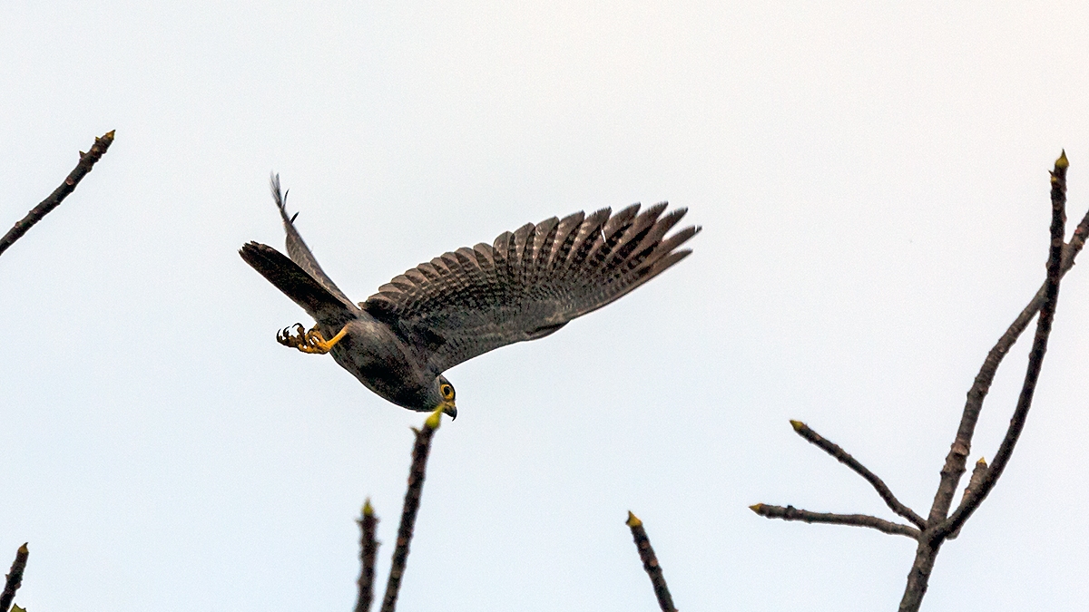 Grey Kestrel [Falco ardosiaceus]