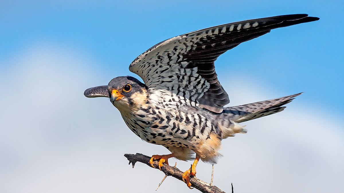 Amur Falcon [Falco amurensis]