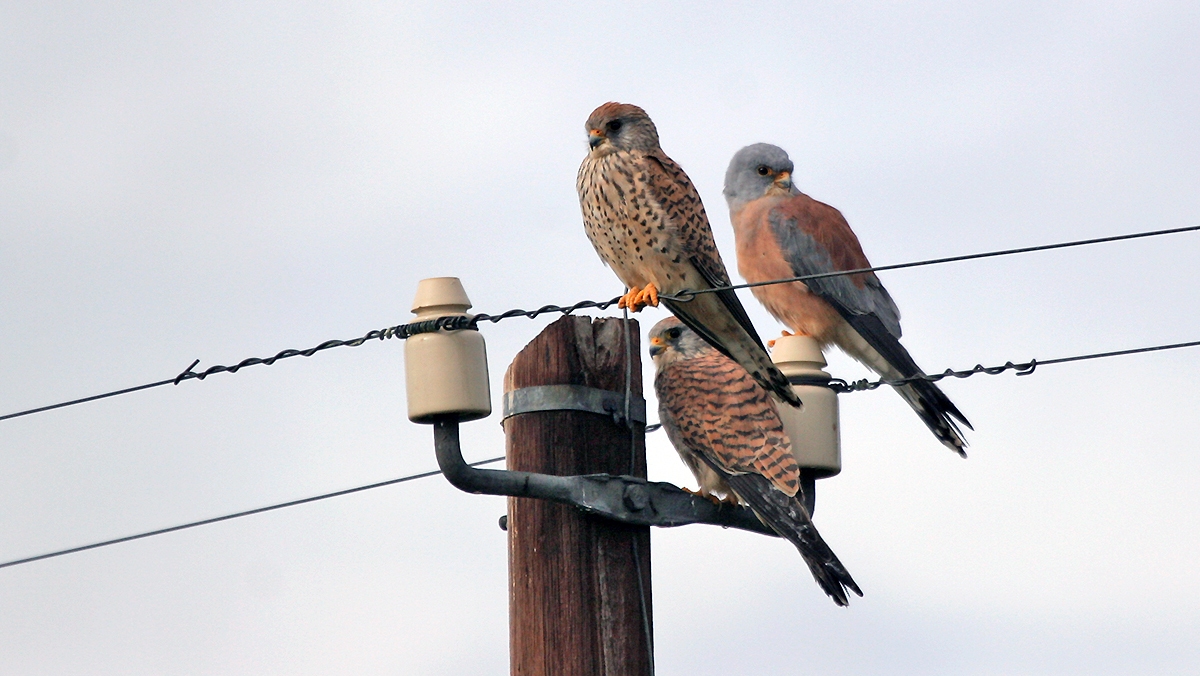 Lesser Kestrel [Falco naumanni]