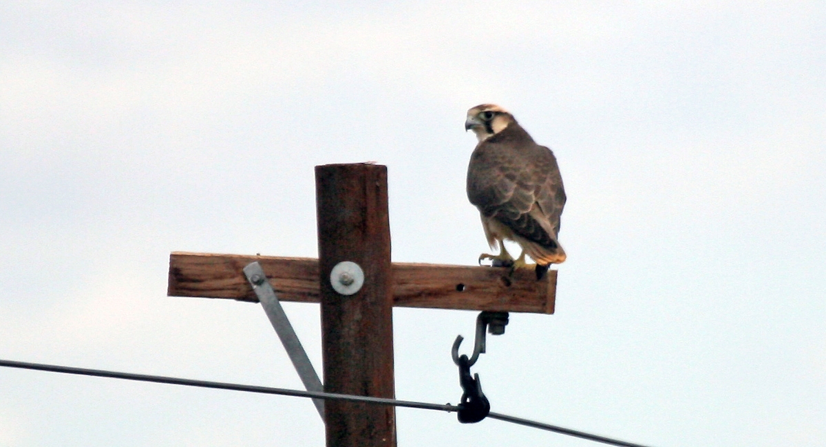 Lanner Falcon [Falco biarmicus biarmicus]