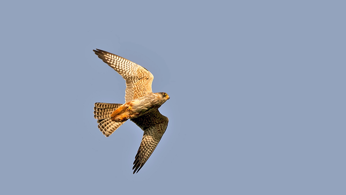 Red-footed Falcon [Falco vespertinus]