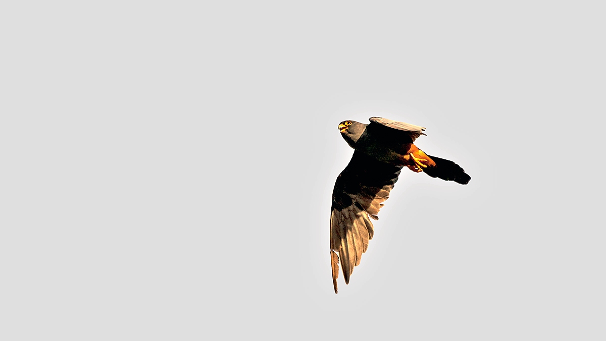 Red-footed Falcon [Falco vespertinus]