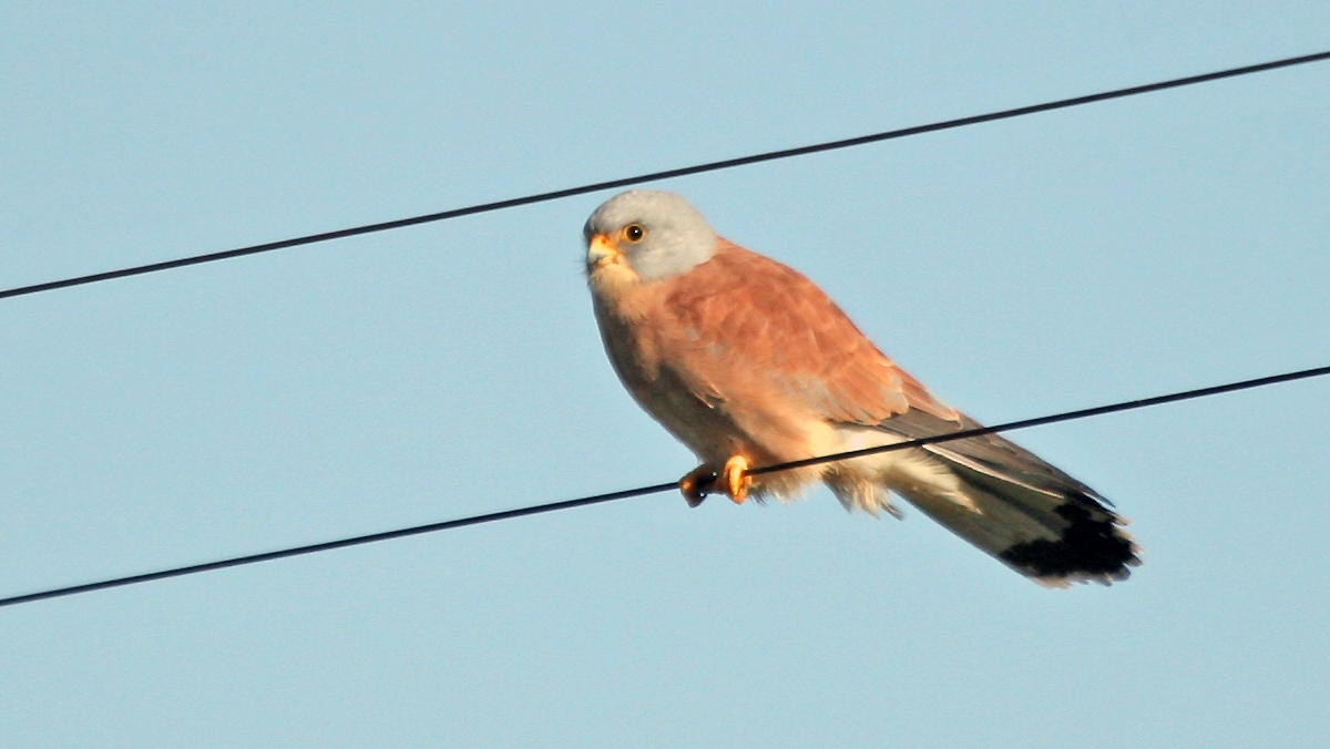 Lesser Kestrel [Falco naumanni]