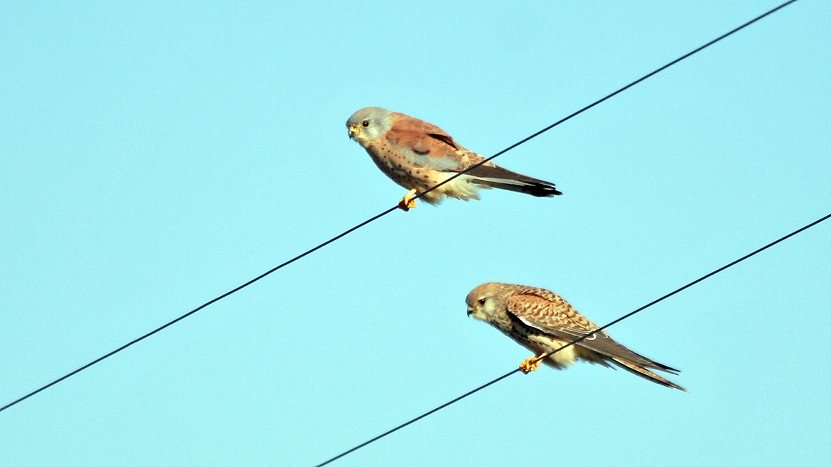 Lesser Kestrel [Falco naumanni]