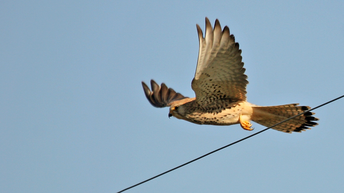 Lesser Kestrel [Falco naumanni]