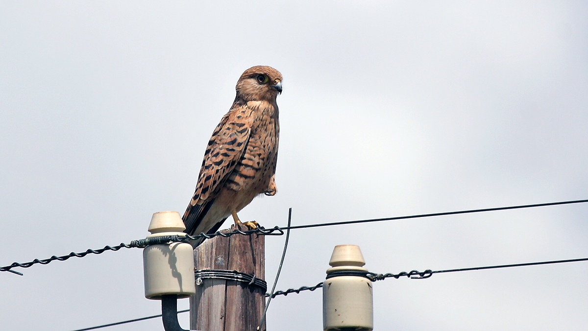 Greater Kestrel [Falco rupicoloides]