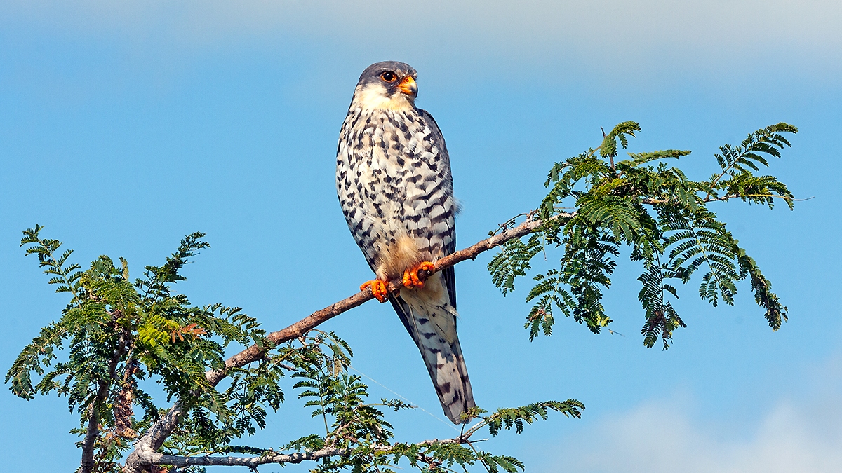 Amur Falcon [Falco amurensis]