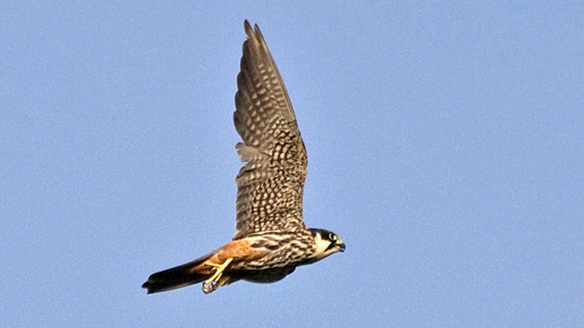 Eurasian Hobby [Falco subbuteo subbuteo]