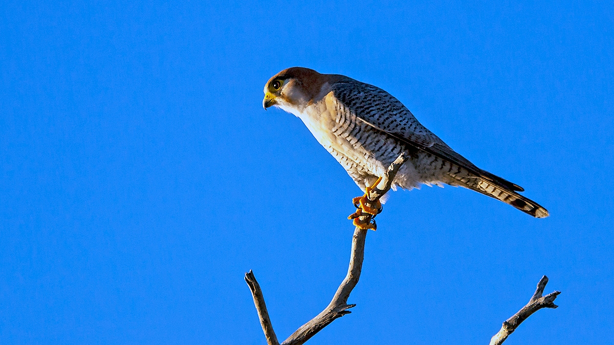 Red-necked Falcon [Falco chicquera horsbrughi]