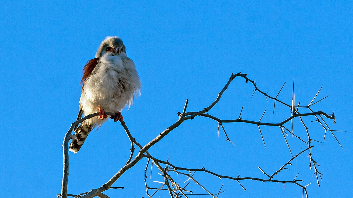 Pygmy Falcon [Polihierax semitorquatus semitorquatus]