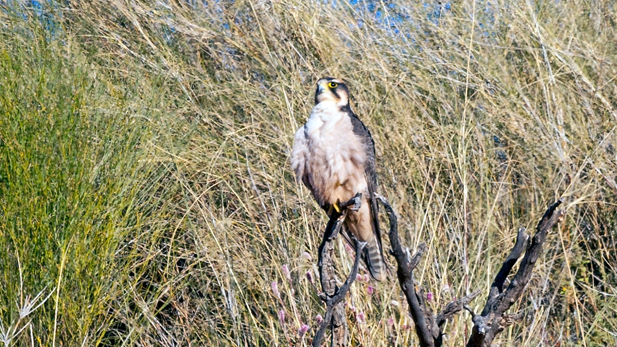 Lanner Falcon [Falco biarmicus biarmicus]