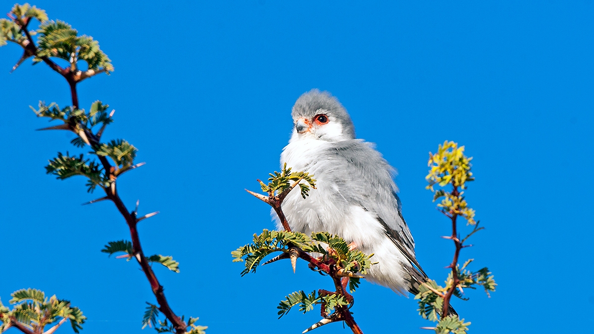 Pygmy Falcon [Polihierax semitorquatus semitorquatus]