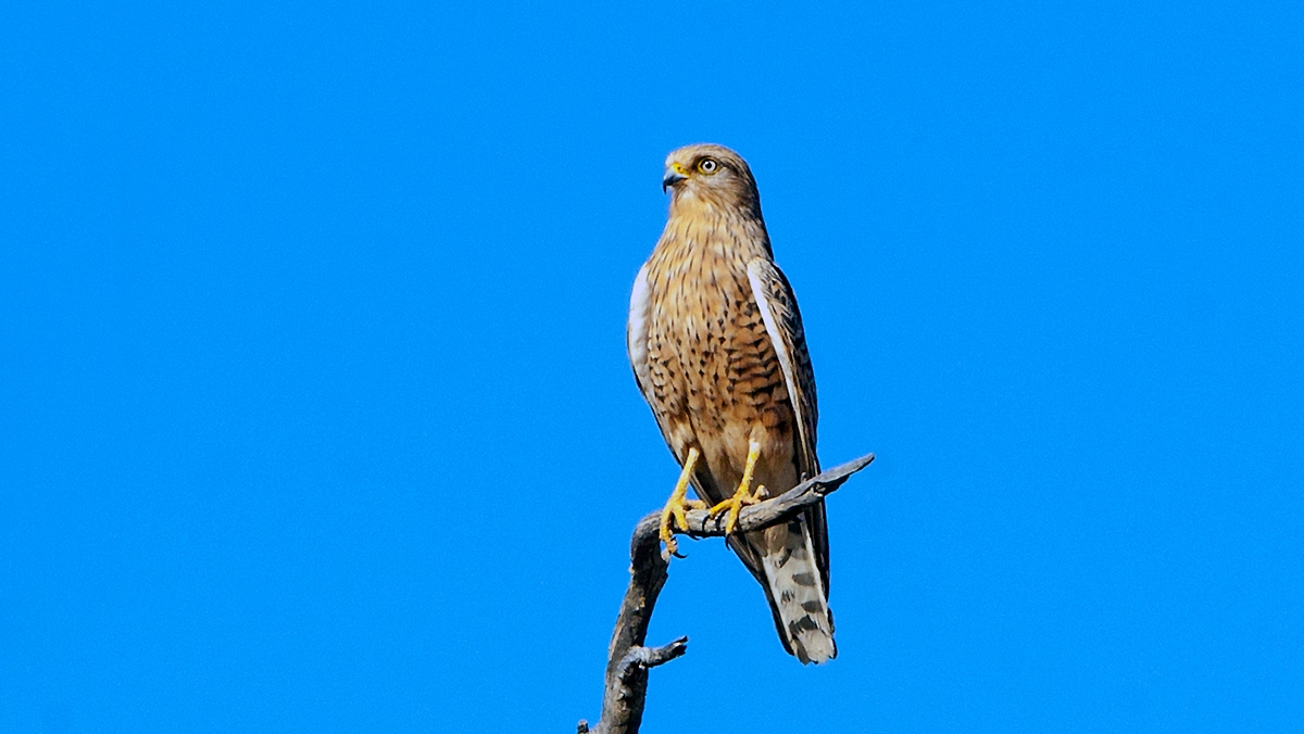 Greater Kestrel [Falco rupicoloides]