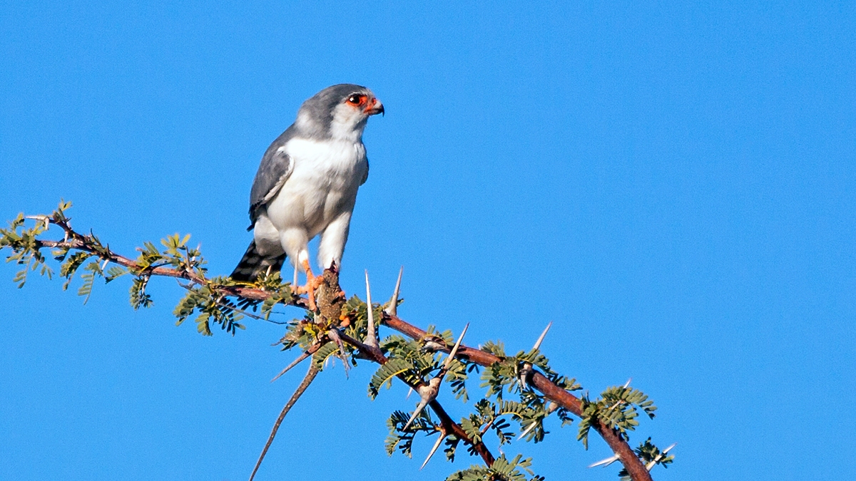 Pygmy Falcon [Polihierax semitorquatus semitorquatus]