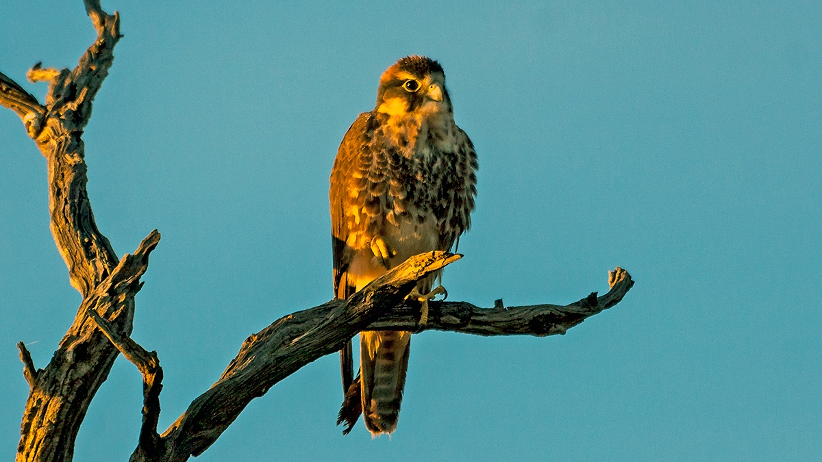 Lanner Falcon [Falco biarmicus biarmicus]