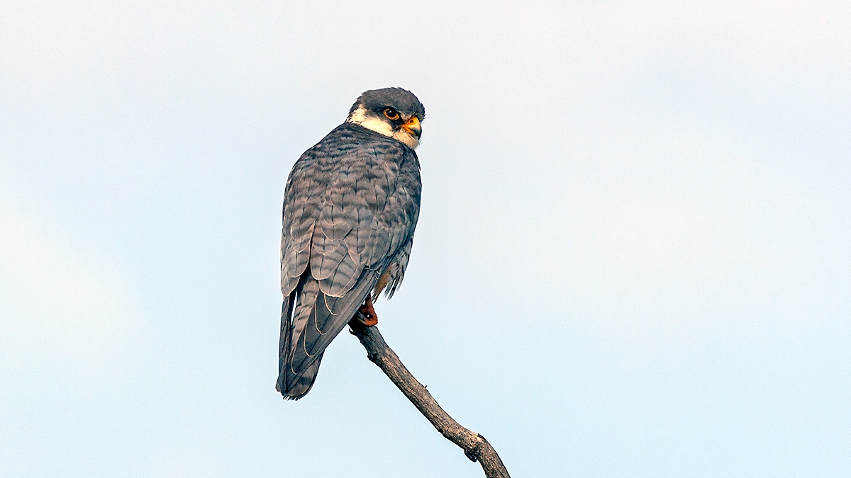 Amur Falcon [Falco amurensis]