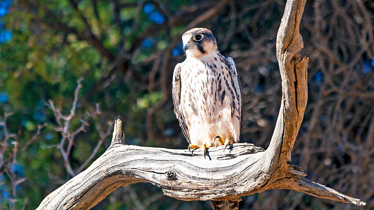 Lanner Falcon [Falco biarmicus biarmicus]