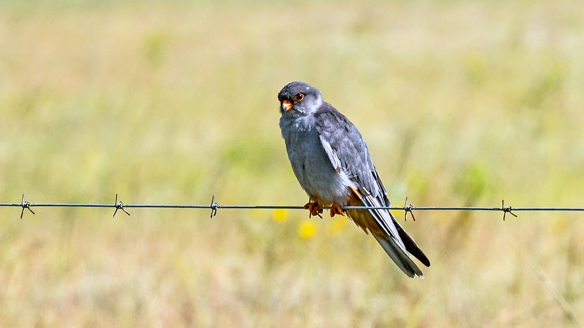 Amur Falcon [Falco amurensis]