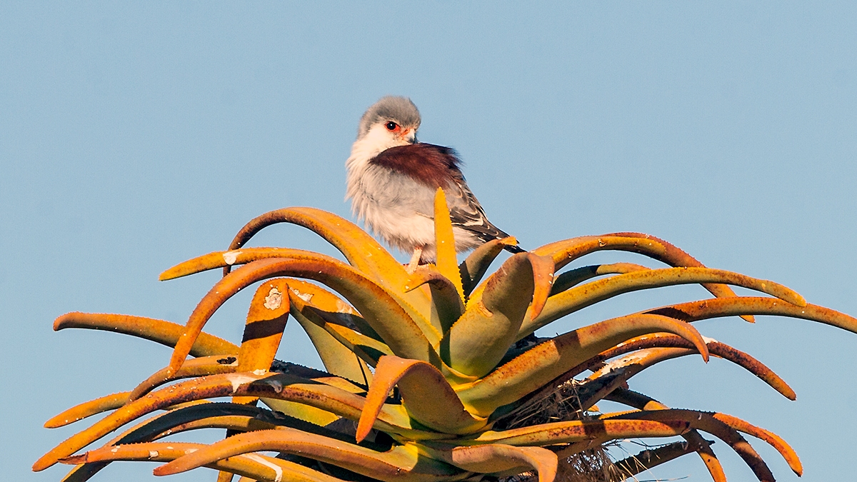 Pygmy Falcon [Polihierax semitorquatus semitorquatus]