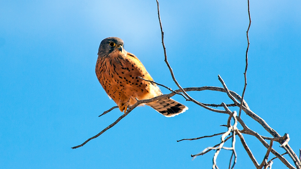 Rock Kestrel [Falco rupicolus]