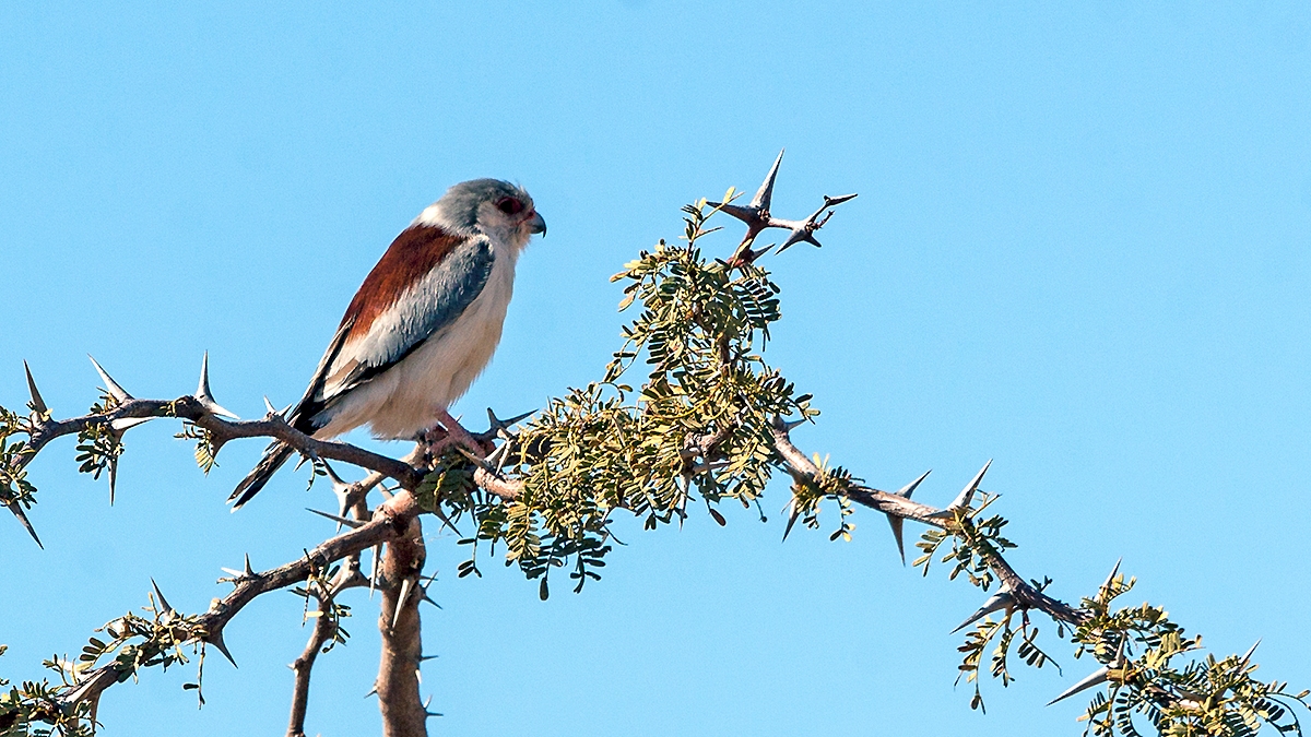 Pygmy Falcon [Polihierax semitorquatus semitorquatus]