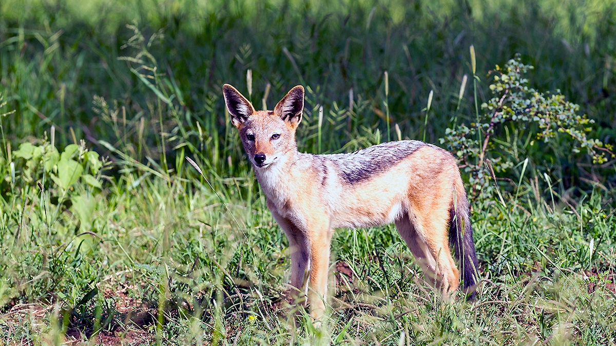 Black-backed Jackal [Canis mesomelas mesomelas]