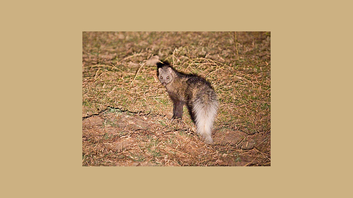 White-tailed Mongoose [Ichneumia albicauda grandis]