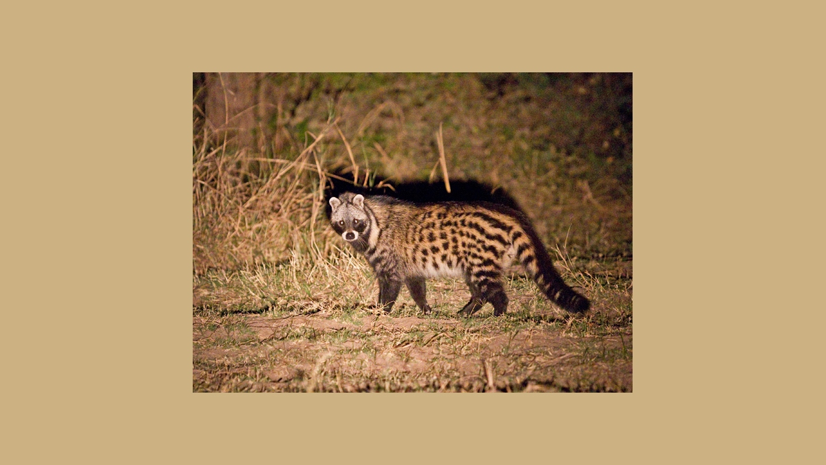 African Civet [Civettictis civetta australis]