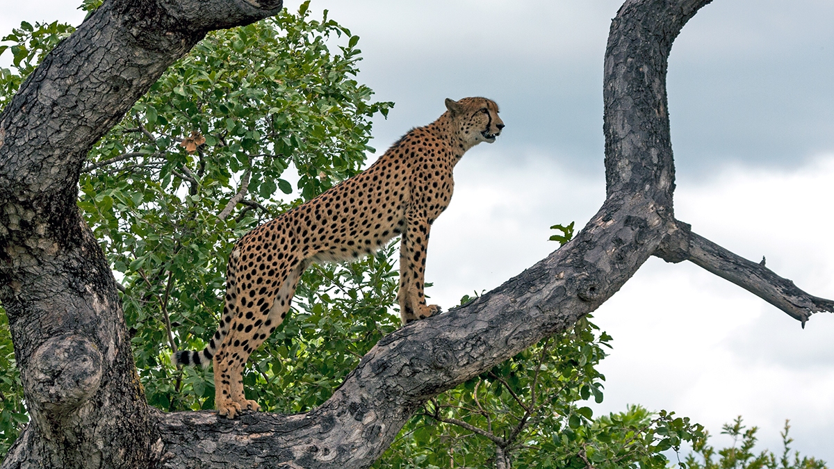 Cheetah [Acinonyx jubatus jubatus]