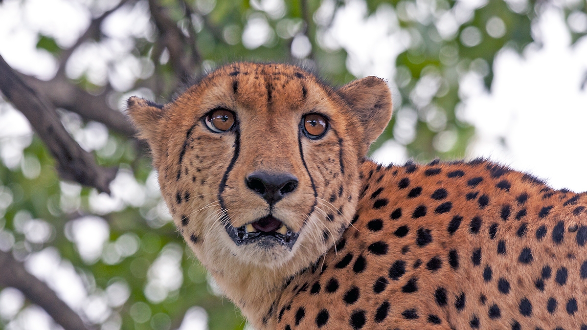 Cheetah [Acinonyx jubatus jubatus]