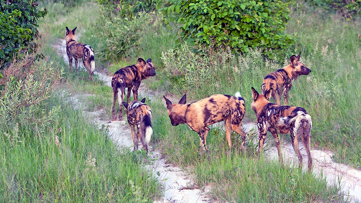 African Wild Dog [Lycaon pictus pictus]