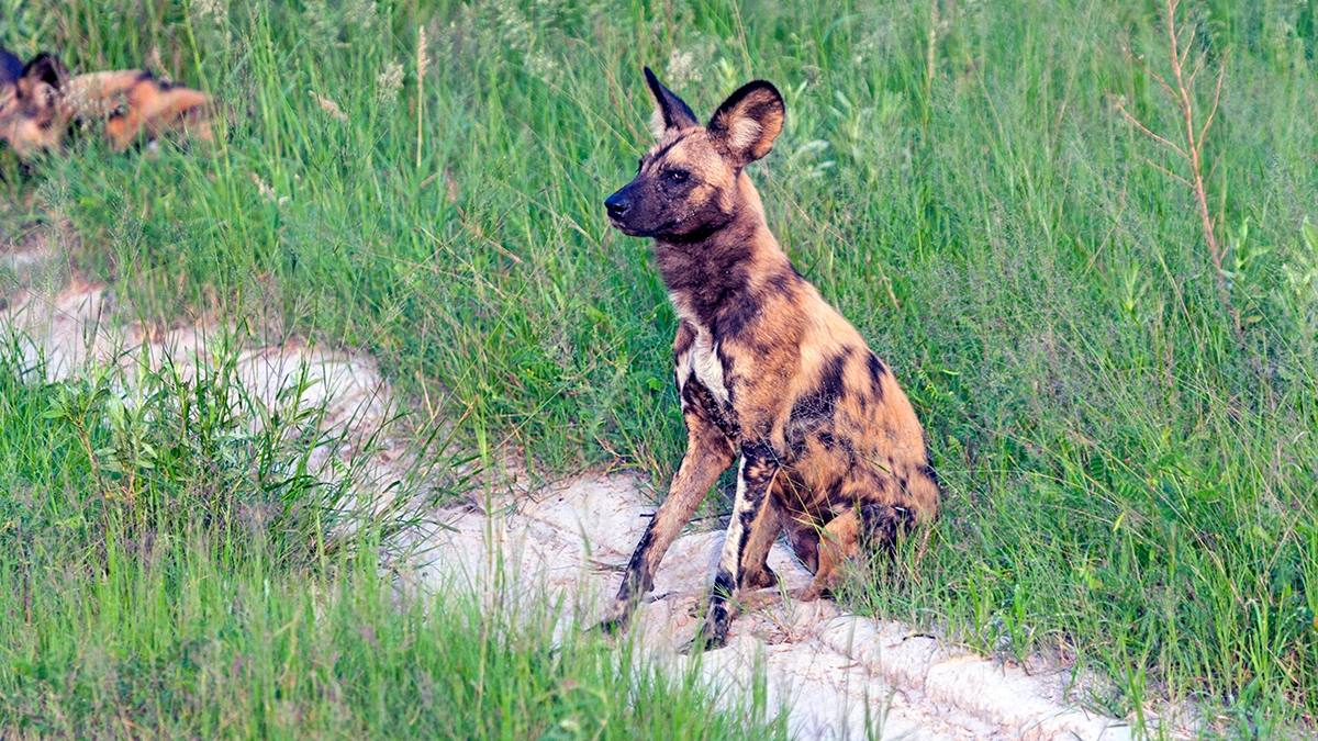 African Wild Dog [Lycaon pictus pictus]