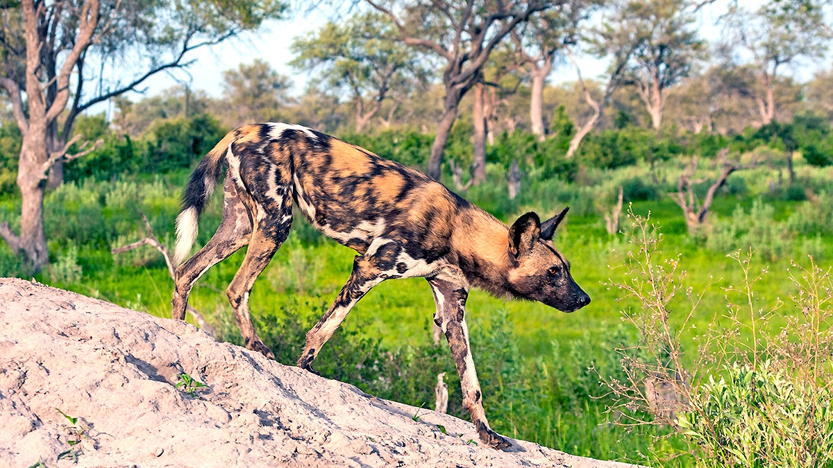 African Wild Dog [Lycaon pictus pictus]