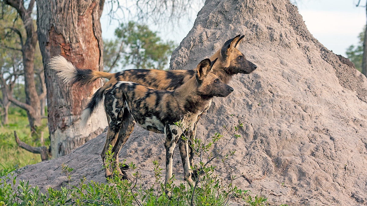 African Wild Dog [Lycaon pictus pictus]