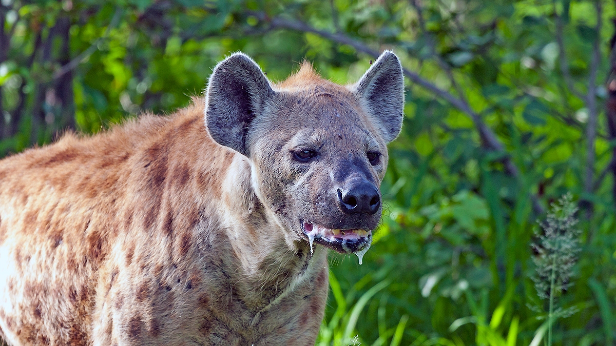 Spotted Hyena [Crocuta crocuta]