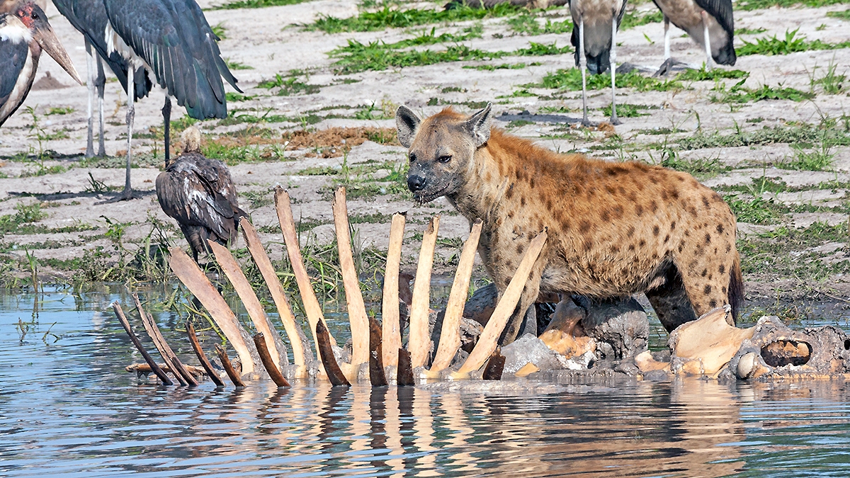 Spotted Hyena [Crocuta crocuta]