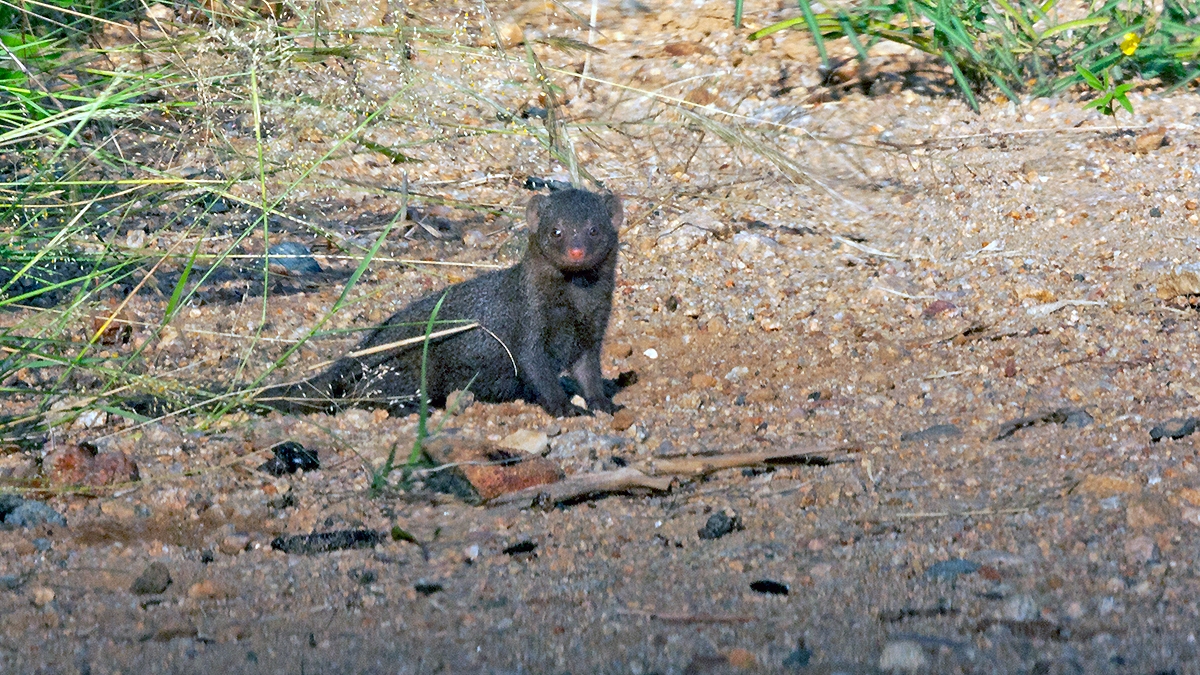 Common Dwarf Mongoose [Helogale parvula parvula]